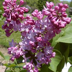 Šeřík obecný 'Belle de Nancy' - Syringa vulgaris 'Belle de Nancy'