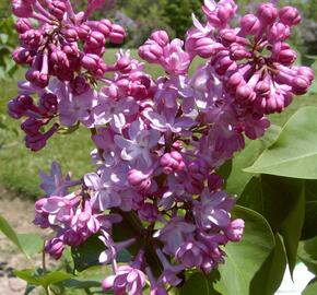 Šeřík obecný 'Belle de Nancy' - Syringa vulgaris 'Belle de Nancy'
