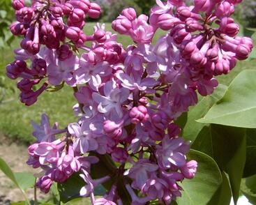 Šeřík obecný 'Belle de Nancy'