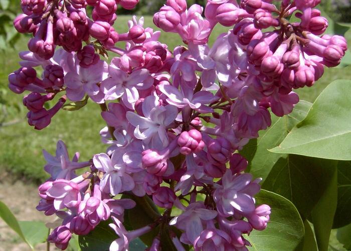 Šeřík obecný 'Belle de Nancy' - Syringa vulgaris 'Belle de Nancy'
