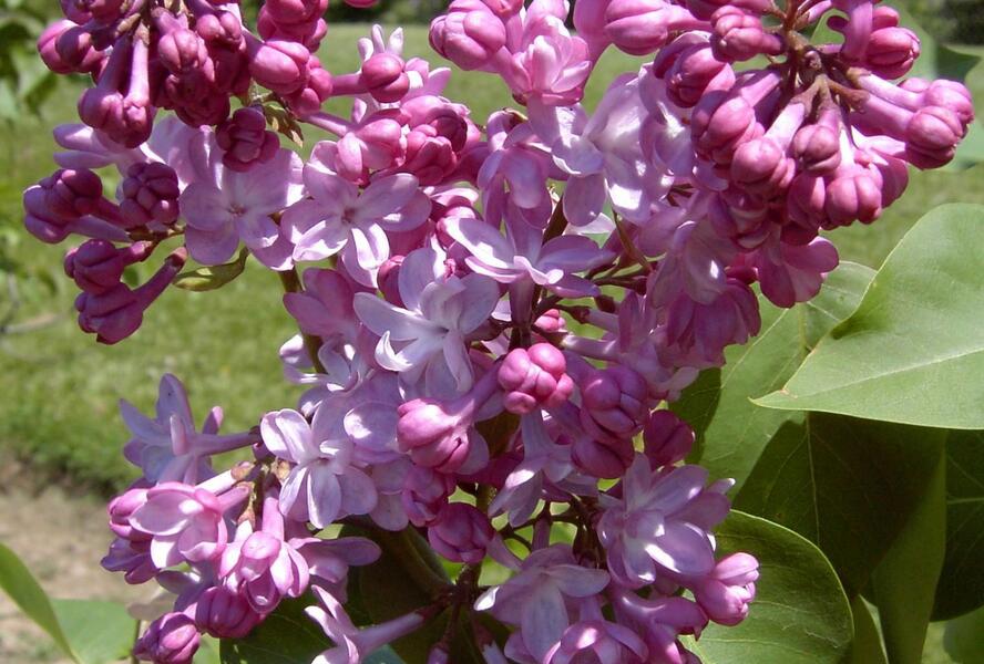 Šeřík obecný 'Belle de Nancy' - Syringa vulgaris 'Belle de Nancy'