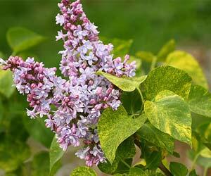 Šeřík obecný 'Aucubaefolia' - Syringa vulgaris 'Aucubaefolia'