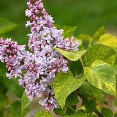 Šeřík obecný 'Aucubaefolia' - Syringa vulgaris 'Aucubaefolia'