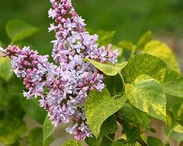 Šeřík obecný 'Aucubaefolia'