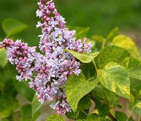 Šeřík obecný 'Aucubaefolia' - Syringa vulgaris 'Aucubaefolia'