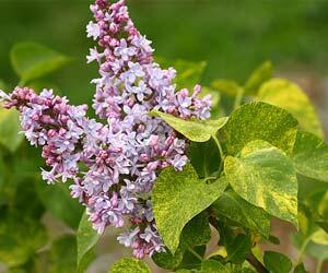 Šeřík obecný 'Aucubaefolia'