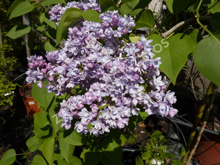 Šeřík hyacintokvětý 'Maiden's Blush' - Syringa hyacinthiflora 'Maiden's Blush'