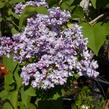Šeřík hyacintokvětý 'Maiden's Blush' - Syringa hyacinthiflora 'Maiden's Blush'