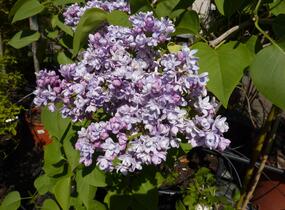 Šeřík hyacintokvětý 'Maiden's Blush' - Syringa hyacinthiflora 'Maiden's Blush'
