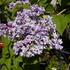 serik-hyacintokvety-maiden-s-blush.jpg