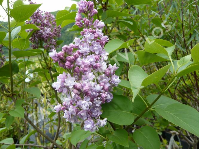 Šeřík hyacintokvětý 'Maiden's Blush' - Syringa hyacinthiflora 'Maiden's Blush'