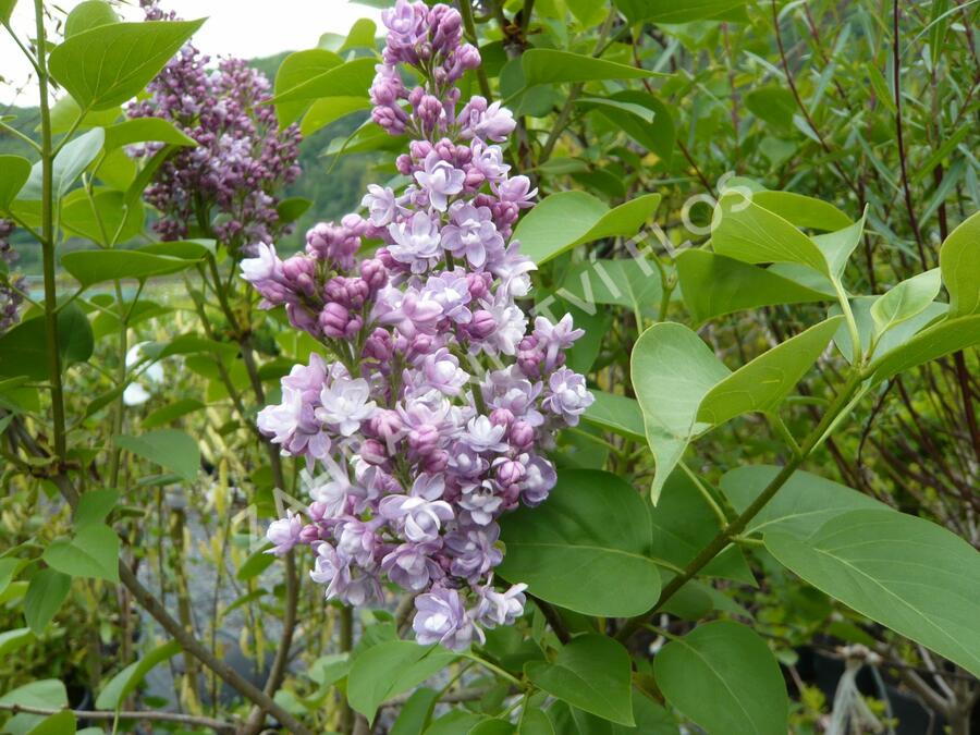 Šeřík hyacintokvětý 'Maiden's Blush' - Syringa hyacinthiflora 'Maiden's Blush'