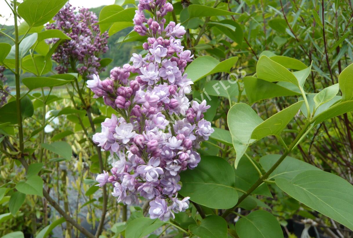 Šeřík hyacintokvětý 'Maiden's Blush' - Syringa hyacinthiflora 'Maiden's Blush'