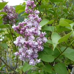 Šeřík hyacintokvětý 'Maiden's Blush' - Syringa hyacinthiflora 'Maiden's Blush'