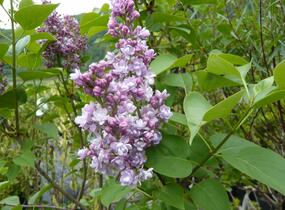 Šeřík hyacintokvětý 'Maiden's Blush' - Syringa hyacinthiflora 'Maiden's Blush'