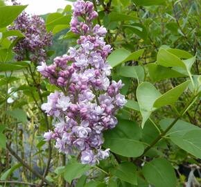 Šeřík hyacintokvětý 'Maiden's Blush' - Syringa hyacinthiflora 'Maiden's Blush'