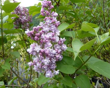 Šeřík hyacintokvětý 'Maiden's Blush'