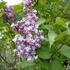 serik-hyacintokvety-maiden-s-blush.jpg