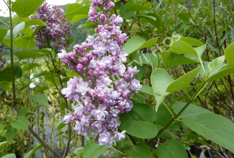 Šeřík hyacintokvětý 'Maiden's Blush' - Syringa hyacinthiflora 'Maiden's Blush'