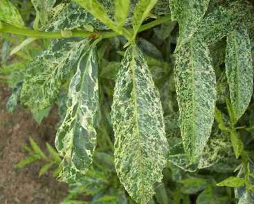 Bobkovišeň lékařská 'Marbled White'