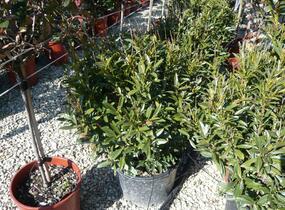 Bobkovišeň lékařská 'Gajo' - Prunus laurocerasus 'Gajo'