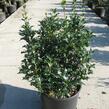 Vonokvětka různolistá - Osmanthus heterophyllus