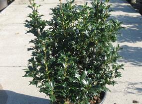 Vonokvětka různolistá - Osmanthus heterophyllus