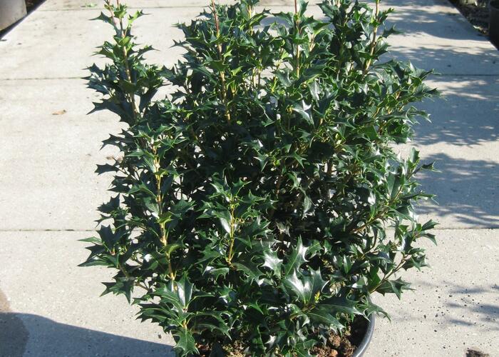 Vonokvětka různolistá - Osmanthus heterophyllus