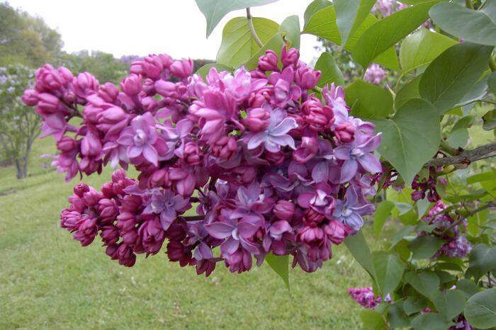 Šeřík obecný 'Paul Thirion' - Syringa vulgaris 'Paul Thirion'