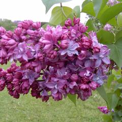 Šeřík obecný 'Paul Thirion' - Syringa vulgaris 'Paul Thirion'