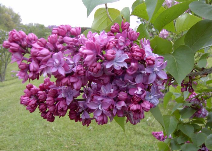 Šeřík obecný 'Paul Thirion' - Syringa vulgaris 'Paul Thirion'