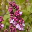 Šeřík obecný 'Paul Thirion' - Syringa vulgaris 'Paul Thirion'