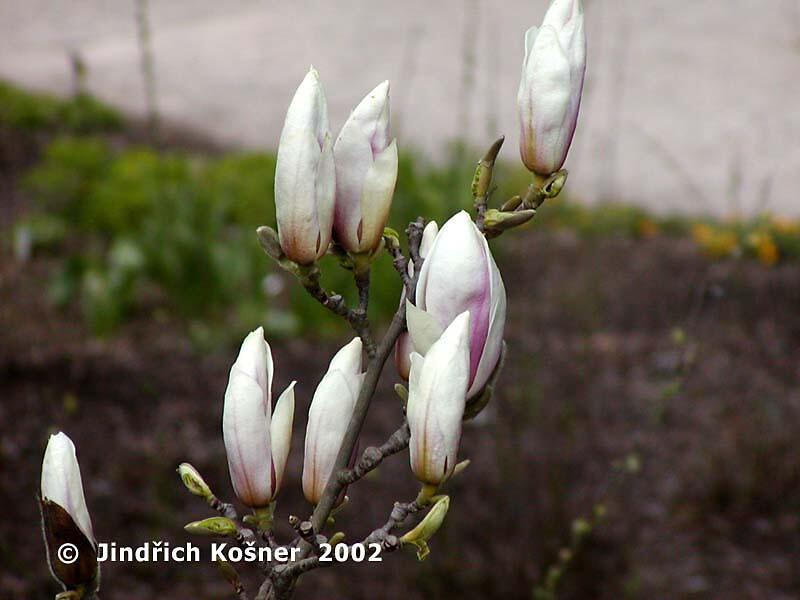 Šácholan Soulangeanův 'Speciosa' - Magnolia soulangeana 'Speciosa'