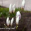 Šácholan Soulangeanův 'Speciosa' - Magnolia soulangeana 'Speciosa'