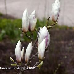 Šácholan Soulangeanův 'Speciosa' - Magnolia soulangeana 'Speciosa'