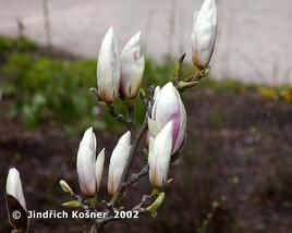 Šácholan Soulangeanův 'Speciosa'