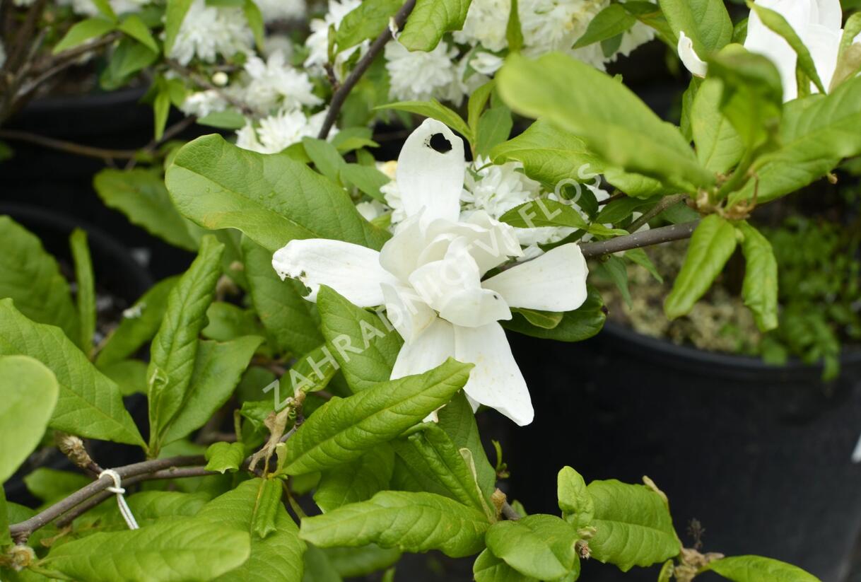 Šácholan Loebnerův 'Merrill' - Magnolia loebneri 'Merrill'