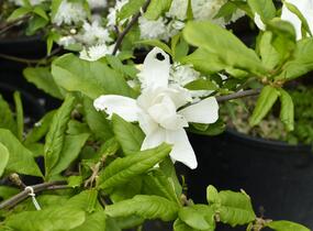 Šácholan Loebnerův 'Merrill' - Magnolia loebneri 'Merrill'
