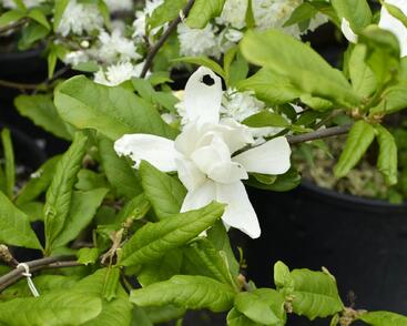 Šácholan Loebnerův 'Merrill'