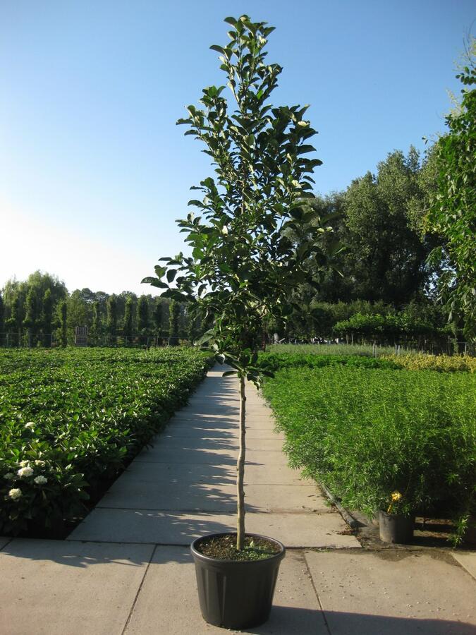 Šácholan Loebnerův 'Merrill' - Magnolia loebneri 'Merrill'