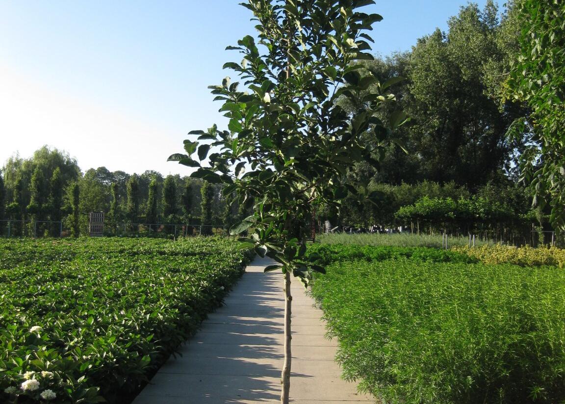 Šácholan Loebnerův 'Merrill' - Magnolia loebneri 'Merrill'