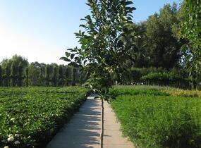 Šácholan Loebnerův 'Merrill' - Magnolia loebneri 'Merrill'