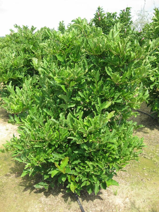 Šácholan Loebnerův 'Merrill' - Magnolia loebneri 'Merrill'