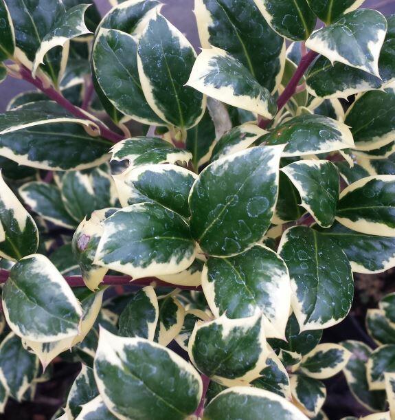 Cesmína obecná 'Silver van Tol' - Ilex aquifolium 'Silver van Tol'