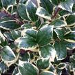 Cesmína obecná 'Silver van Tol' - Ilex aquifolium 'Silver van Tol'