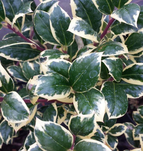 Cesmína obecná 'Silver van Tol' - Ilex aquifolium 'Silver van Tol'