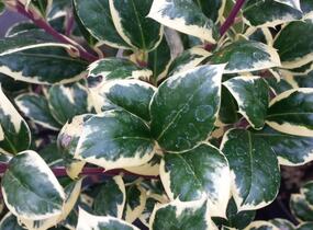 Cesmína obecná 'Silver van Tol' - Ilex aquifolium 'Silver van Tol'