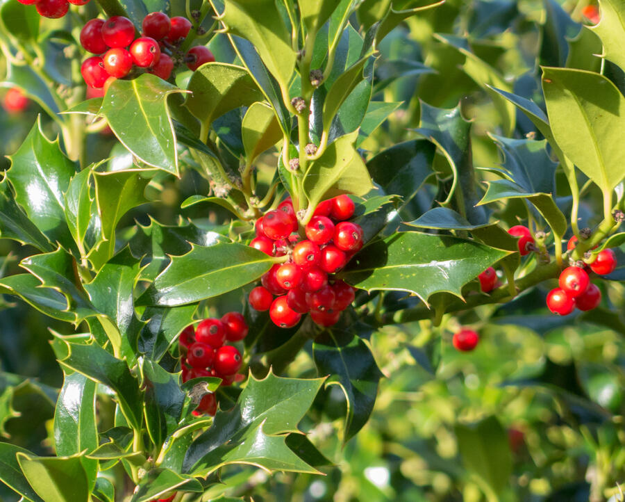 Cesmína obecná 'Pyramidalis' - Ilex aquifolium 'Pyramidalis'