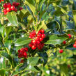 Cesmína obecná 'Pyramidalis' - Ilex aquifolium 'Pyramidalis'