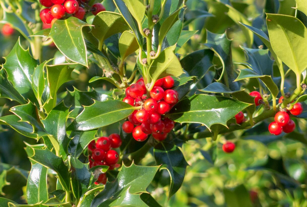 Cesmína obecná 'Pyramidalis' - Ilex aquifolium 'Pyramidalis'